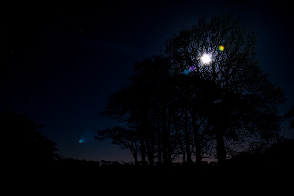 full_moon_trees_web