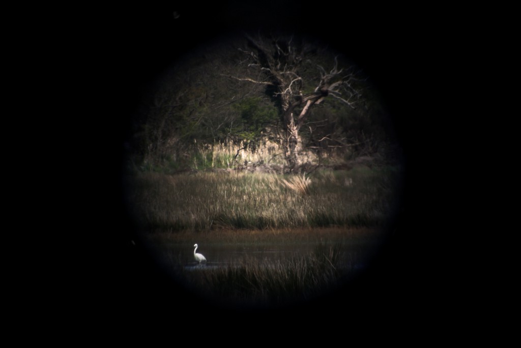 little_egret_2