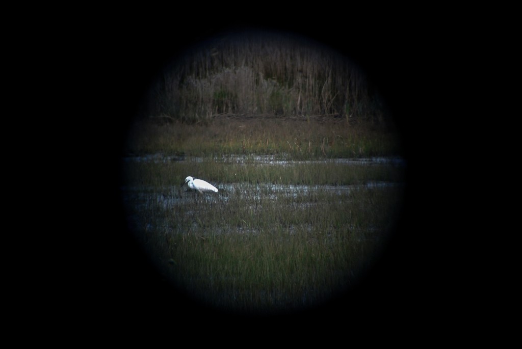 little_egret_3